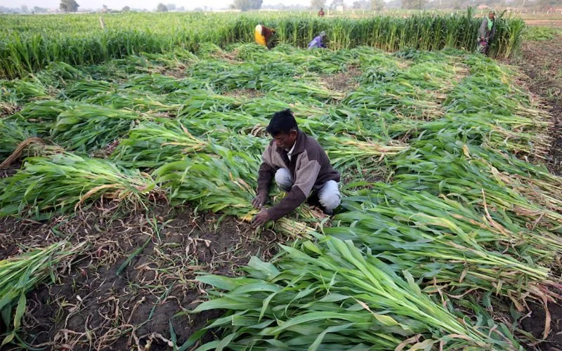 Ấn Độ dự đoán làm rung chuyển thị trường ngô bắp toàn thế giới